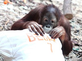A tak si sedmiletý samec Besar musel dárky k narozeninám ve dvorské zoo najít v...