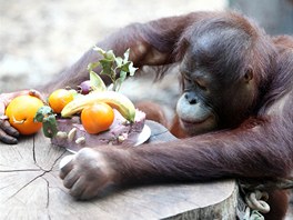 Orangutani patí mezi nejinteligentnjí zvíata, jim nestaí jen polehávat ve...