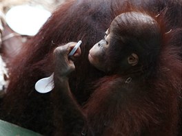"Nai orangutani mají ve své expozici i automatický box na krmení, k jeho...
