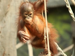 Zoo ve Dvoe Králové chová orangutany bornejské od roku 1984 a za tu dobu se...