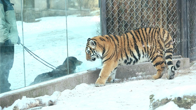 Tygr ussurijský ne snhu v zoo Dvr Králové nad Labem (8. února 2012)