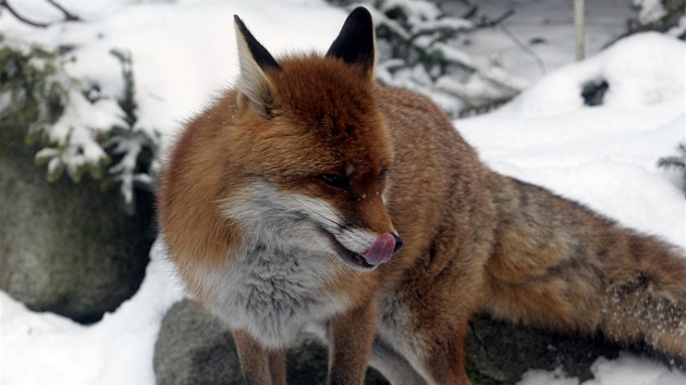 Zoo Ohrada u Hluboké nad Vltavou musela kvli mrazm omezit provoz nkterých