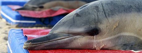 Delfíni nalezení na plái u Provincetownu na mysu Cape Cod ve stát 