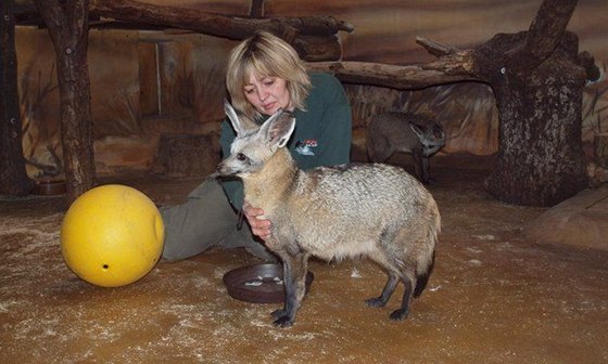 Louení se psy uatými ve dvorské zoo