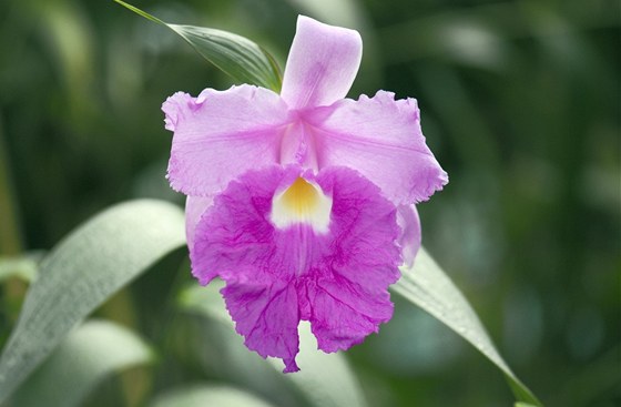 Na praské výstav orchidejí uvidíte pstné hybridy i plané orchideje z celého