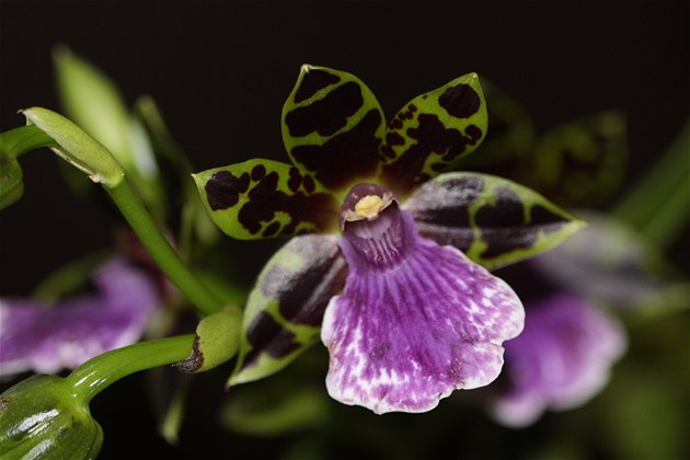 Botanická zahrada se me chlubit novými rostlinami.