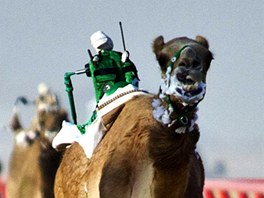 Dtské okeje na velbloudích dostizích v Kuvajtu ped sedmi lety nahradili...