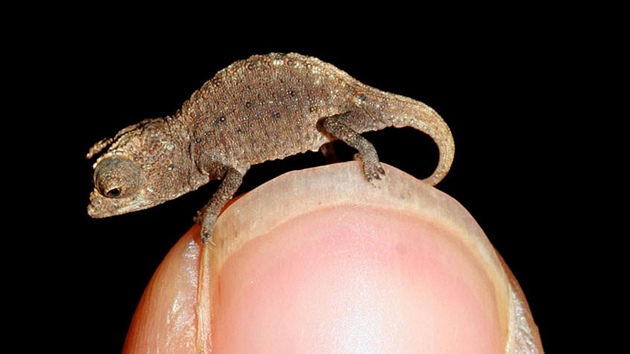 Nejmen chameleoni Brookesia micra dorstaj dlky jen 16 milimetr.