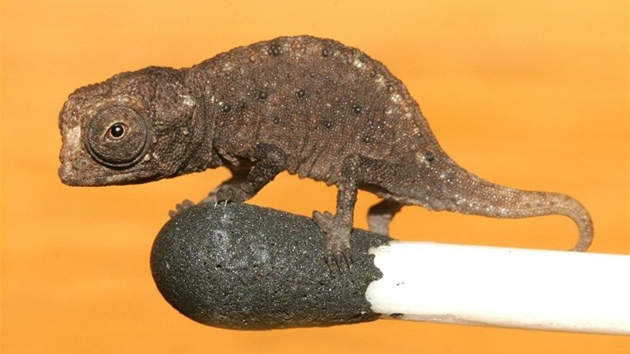 Srovnn chameleona druhu Brookesia micra s hlavikou zpalky