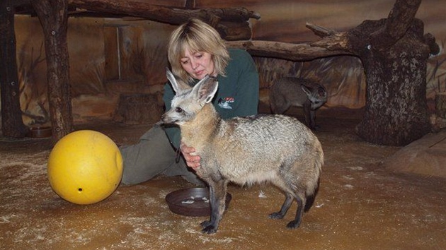 Loučení se psy ušatými ve dvorské zoo Loučení se psy ušatými ve dvorské zoo
