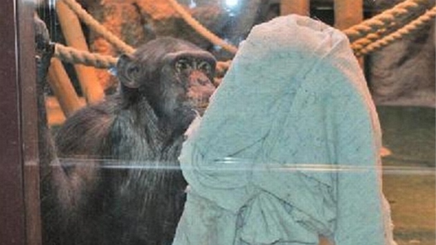Takto si čistí sklo šimpanzi v zoo v ruském Iževsku. Takto si čistí sklo šimpanzi v zoo v ruském Iževsku.
