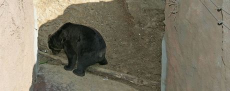 Párek medvd kamatských získal v brnnské zoo nový výbh. Ilustraní snímek
