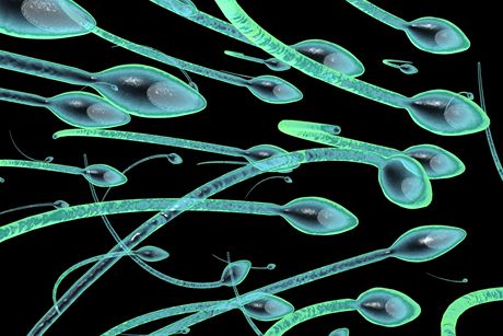 Mui, kterým se nedaí poít dít, u nemusí k urologovi. Poet spermií si mohou zkontrolovat doma pomocí jednoduchého testu. (Ilustraní snímek)