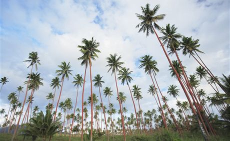 Na vysoké palmy se Indm pro kokosy u moc lézt nechce.