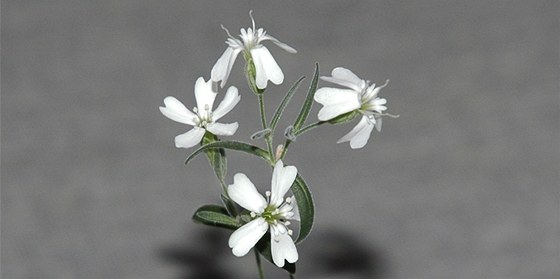 Rostlina Silene stenophylla, kterou rutí vdci vypstovali ze semen nalezených
