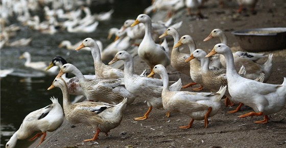 Na ptaí chipku podle nové studie zeme desetkrát mén nakaených, ne tvrdí WHO. Ilustraní foto