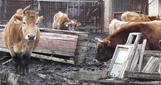 Farmá ze Stakova na Domalicku chová krávy v alostných podmínkách. Policie