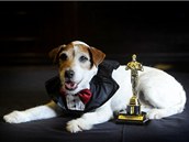Uggie zskal 13. nora v Beverly Hills prvn cenu v hlavn filmov kategorii