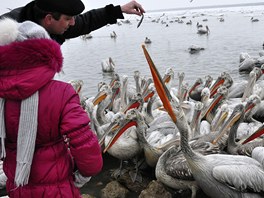 Rusové zachránili stovky hladovjících a ohroených dalmatských pelikán. Po...