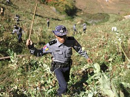 Barmtí policisté likvidují opiová pole. Ta jsou asto jedinou monou obivou...