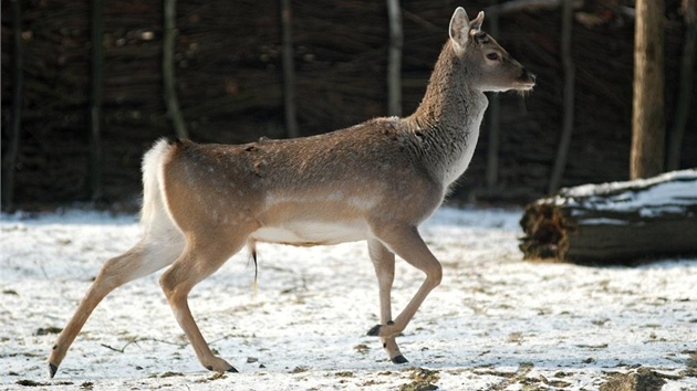 Vzácný daněk mezopotámský v zoologické zahradě v Ostravě. Vzácný daněk mezopotámský v zoologické zahradě v Ostravě.