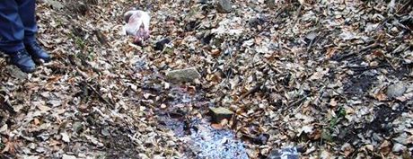 ena nala v korytu potoka poblí Zastávky u Brna zkrvavené tlo psa bojového plemene.