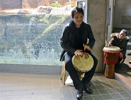 Ped expozicí aligátor ínských v japonské zoo v tchto dnech sedí perkusista