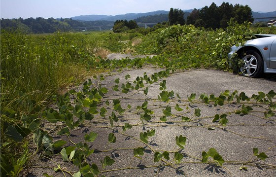 Víno pomalu pokrývající silnici poblí msta Naraha, asi 20 kilometr od Fukuimy. | foto: AP