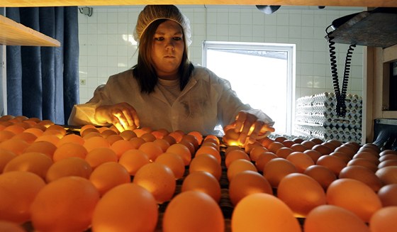 Polský podnikatel vykupoval zkaená vejce, vyrábl z nich práek plný bakterií. Ilustraní foto.