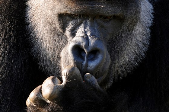 Evolun se lovk s gorilou rozeel ped 10 miliony let. Pesto máme z 98