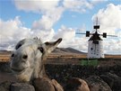 Smjící se osel v msteku El Cotillo na kanárském ostrov Fuerteventura