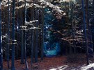 erný les v Sudomicích u Tábora