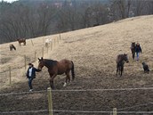 Na statku v Malanech maj kon k dispozici voln vbh i rozshl pastviny.