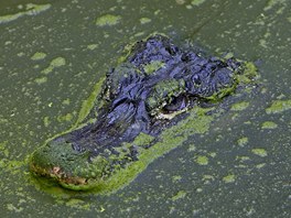 Aligtor nsk (Alligator sinensis). Ilustran foto 