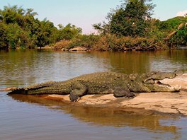 Aligtor nsk (Alligator sinensis) dorst maximln dlky dvou metr.