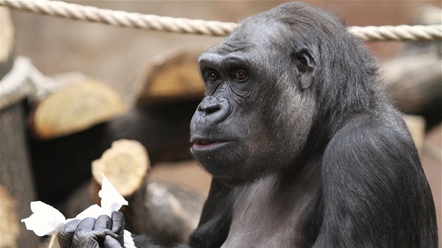 Gorily se o zskn dobrot mus zaslouit, co skvle vypln jejich voln as. 