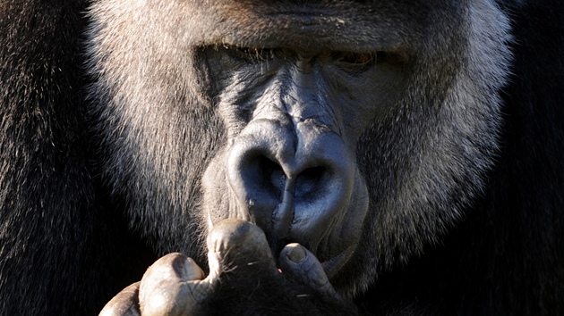 Evolučně se člověk s gorilou rozešel před 10 miliony let. Přesto máme z 98 Evolučně se člověk s gorilou rozešel před 10 miliony let. Přesto máme z 98