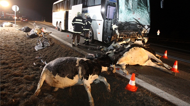 Sráku autobusu se stádem nepeilo osm krav, idi byl tce zranný.