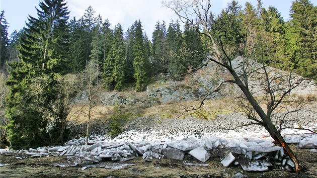 Ledové kry poniily u eky Teplé stovky strom, náprava bude stát miliony korun.