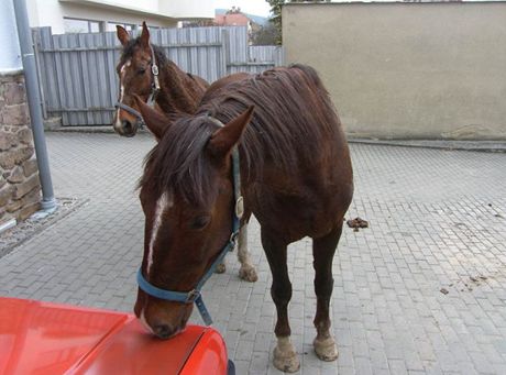 Oba kon si odvedl jejich majitel.