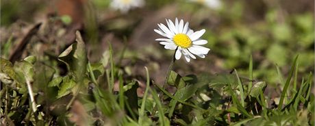 Nekonená zima je podle meteorolog u konce, v závru týdne bude a dvacet stup. Ilustraní foto