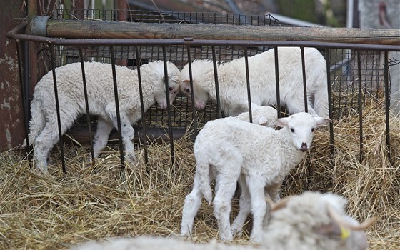 V jihlavské zoologické zahrad se s blíícím se jarem zaínají rodit mláata.