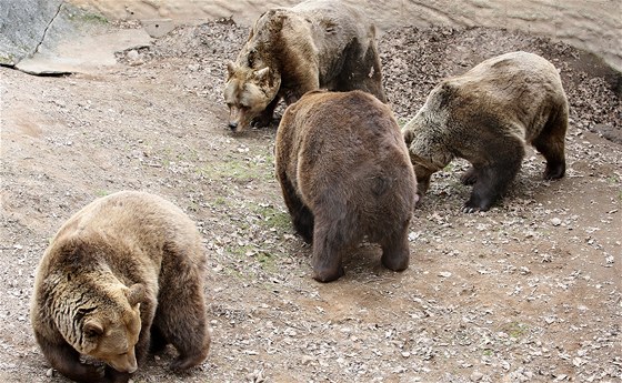 Medvdi v plzeské zoo se probouzejí ze zimního spánku.