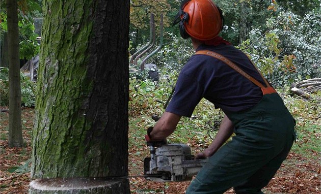 Kácení druhé ásti Rudolfovy aleje ve Smetanových sadech v Olomouci