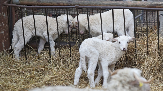 V jihlavsk zoologick zahrad se s blcm se jarem zanaj rodit mlata. Nov prstky u maj ve vbhu ovc i koz a brzy pibudou i zebry.