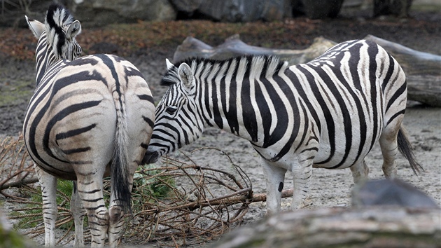 V jihlavsk zoologick zahrad se s blcm se jarem zanaj rodit mlata. Nov prstky u maj ve vbhu ovc i koz a brzy pibudou i zebry.