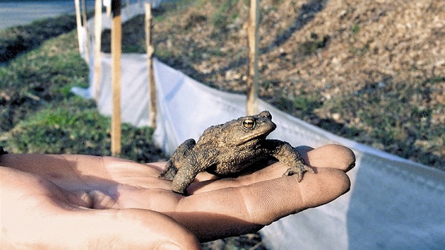 Tudy cesta nevede, zjistí áby u plastové síoviny poblí silnice.