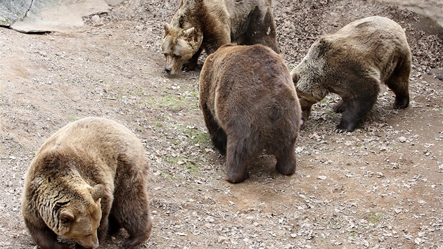 Medvdi v plzeské zoo se probouzejí ze zimního spánku.