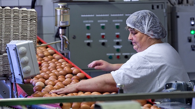 Na farmě v Ratíškovicích produkují vejce od slepic chovaných v nových... Na farmě v Ratíškovicích produkují vejce od slepic chovaných v nových...