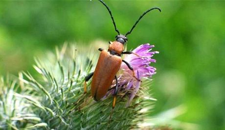 Opava chce v Mstských sadech více hmyzu (ilustraní snímek).